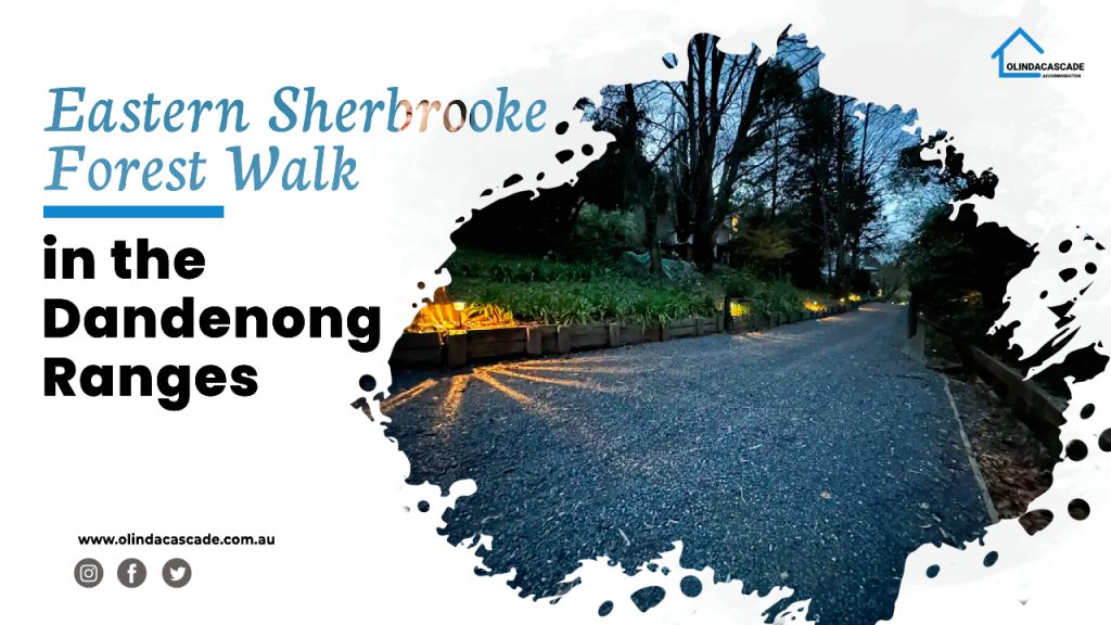 Eastern Sherbrooke Forest walk in the Dandenong Ranges
