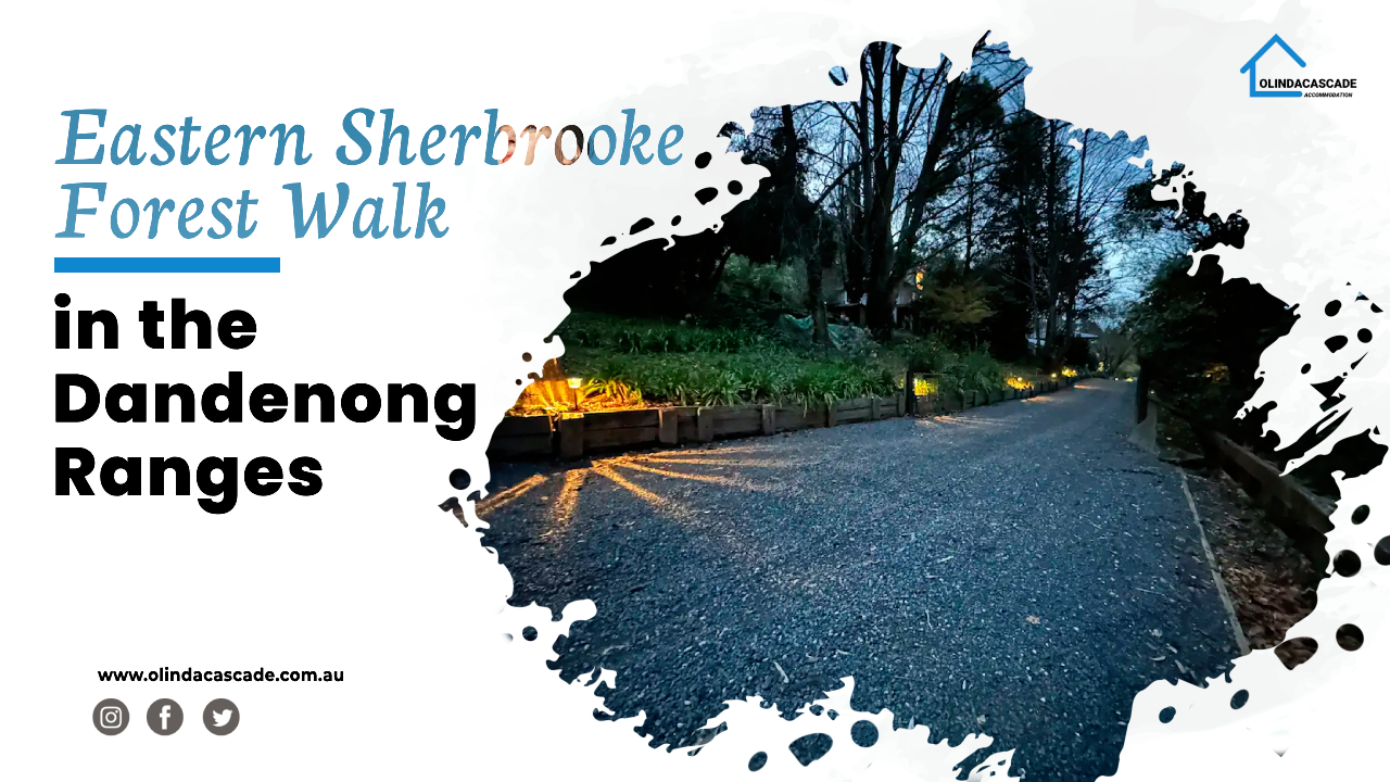 Eastern Sherbrooke Forest walk in the Dandenong Ranges